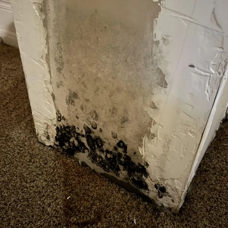 Professional Mold Removal in Kimberling City, MO